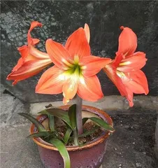 Is Hippeastrum Toxic? An Analysis of Indoor Care Guide (Grow with Confidence, Healthy Growth, Know This and You