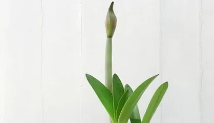 Is Hippeastrum Toxic? An Analysis of Indoor Care Guide (Grow with Confidence, Healthy Growth, Know This and You