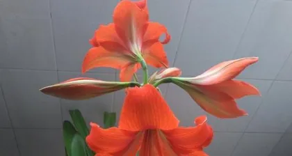 Is Hippeastrum Toxic? An Analysis of Indoor Care Guide (Grow with Confidence, Healthy Growth, Know This and You
