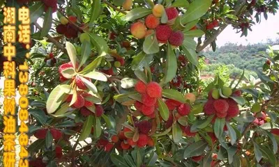 杨梅果期的养护与管理（果期长度、水肥管理、病虫防治等）2