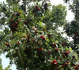 杨梅果期的养护与管理（果期长度、水肥管理、病虫防治等）3