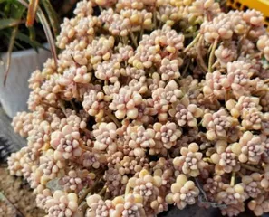 Cultivation Methods and Care Points for Sedum pachyphyllum (Get Started Easily and Enjoy the Beauty of the Variety) 1