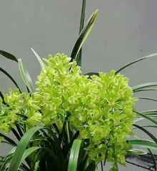 Orchids Blooming in Autumn (Benefits and Care Tips for Autumn Orchids) 1