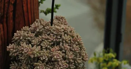 Cultivation Methods and Care Points for Sedum pachyphyllum (Get Started Easily and Enjoy the Beauty of the Variety) 2