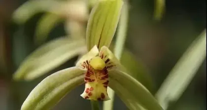 Orchids Blooming in Autumn (Benefits and Care Tips for Autumn Orchids) 2