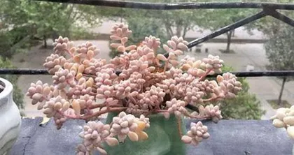 Cultivation Methods and Care Points for Sedum pachyphyllum (Get Started Easily and Enjoy the Beauty of the Variety) 3