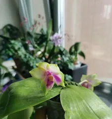 Orchids Blooming in Autumn (Benefits and Care Tips for Autumn Orchids) 3