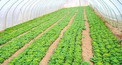 What are the planting and cultivation techniques for yellow heart cabbage? What is the best time to plant? 1