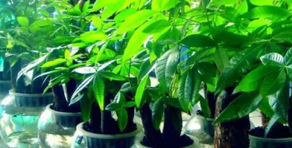 A Complete Guide to Caring for Hydroponic Lucky Bamboo (From Selection to Care, Easily Create Your Green Plant Ecosystem) 1