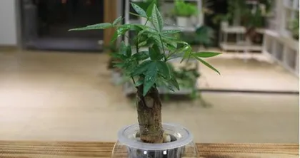 A Complete Guide to Caring for Hydroponic Lucky Bamboo (From Selection to Care, Easily Create Your Green Plant Ecosystem) 2