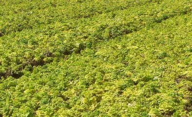 What are the planting and cultivation techniques for yellow heart cabbage? What is the best time to plant? 3