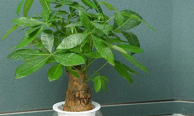 A Complete Guide to Caring for Hydroponic Lucky Bamboo (From Selection to Care, Easily Create Your Green Plant Ecosystem) 3