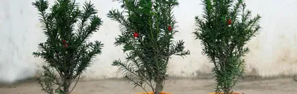 红豆杉盆栽的选择与养护（如何选择合适的盆栽及注意事项）1