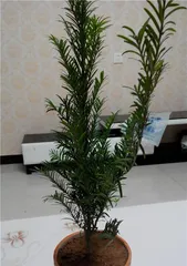 红豆杉盆栽的选择与养护（如何选择合适的盆栽及注意事项）3