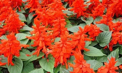 Care and Precautions for Salvia splendens (Is Salvia splendens toxic? How to care for it correctly?) 1