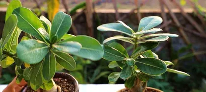 How to care for potted Vitex negundo var. heterophylla? How to make it grow healthily? 2
