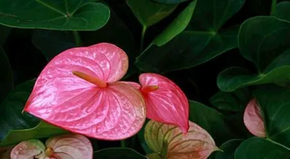 Care and Precautions for Salvia splendens (Is Salvia splendens toxic? How to care for it correctly?) 2