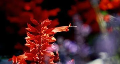 Care and Precautions for Salvia splendens (Is Salvia splendens toxic? How to care for it correctly?) 3