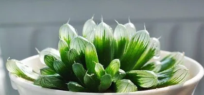 How to Pot Marigolds Correctly (Creating Beautiful Marigold Potted Plants, Care Tips are Essential) 1