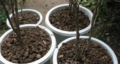 How to Pot Marigolds Correctly (Creating Beautiful Marigold Potted Plants, Care Tips are Essential) 2