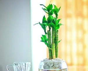 如何养护水竹让其更旺盛？（宝贵经验与技巧分享，让你的水竹健康茁壮成长！）1