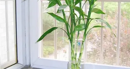 如何养护水竹让其更旺盛？（宝贵经验与技巧分享，让你的水竹健康茁壮成长！）3