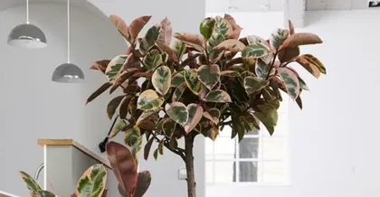 Home Gardening (Tree Species Recommendations for Home) 1