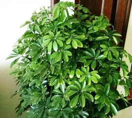 Home Gardening (Tree Species Recommendations for Home) 2