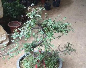 Ulmus parvifolia bonsai care methods and precautions (Creating a beautiful bonsai, the key is in the details)1