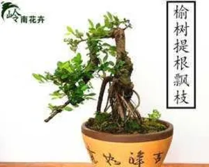 Ulmus parvifolia bonsai care methods and precautions (Creating a beautiful bonsai, the key is in the details)2