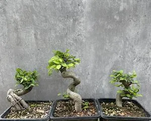 Ulmus parvifolia bonsai care methods and precautions (Creating a beautiful bonsai, the key is in the details)3