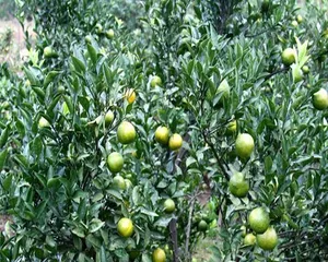 How to scientifically care for orange trees (a detailed explanation of orange tree cultivation techniques to make your orchard full of vitality) 1