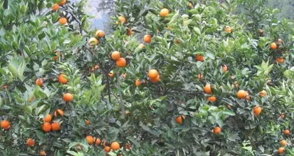 How to scientifically care for orange trees (a detailed explanation of orange tree cultivation techniques to make your orchard full of vitality) 2