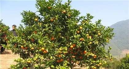 How to scientifically care for orange trees (a detailed explanation of orange tree cultivation techniques to make your orchard full of vitality) 3
