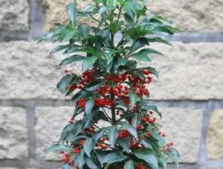 How to Care for Jin Yu Man Tang Flowers (Growth Habits and Precautions) 1