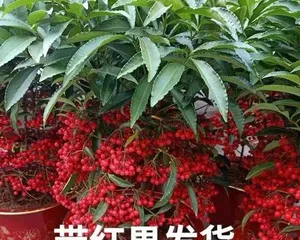 How to Care for Jin Yu Man Tang Flowers (Growth Habits and Precautions) 2