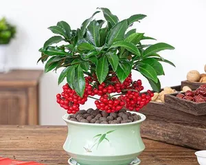 How to Care for Jin Yu Man Tang Flowers (Growth Habits and Precautions) 3