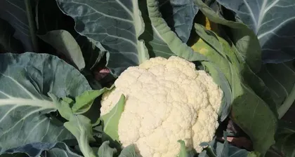 如何种植秋花菜，打造秋季美景（秋花菜种植时间、方法、养护全方位解析）1