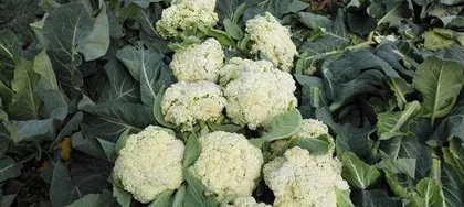 如何种植秋花菜，打造秋季美景（秋花菜种植时间、方法、养护全方位解析）2