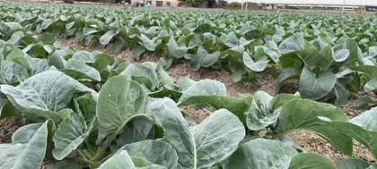 如何种植秋花菜，打造秋季美景（秋花菜种植时间、方法、养护全方位解析）3