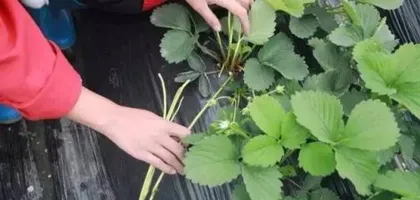 What to do if strawberries are overwatered? How to care for strawberries? 1