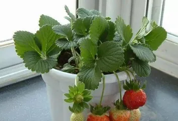 What to do if strawberries are overwatered? How to care for strawberries? 2