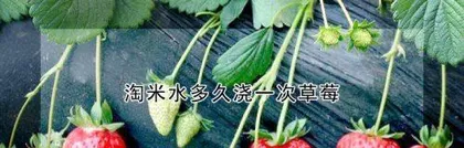 What to do if strawberries are overwatered? How to care for strawberries? 3