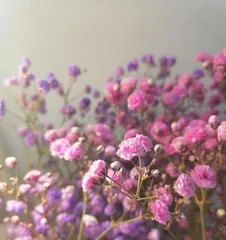 What are the growth conditions for Dripping Guanyin? How to care for Dripping Guanyin? 1