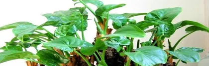 What are the growth conditions for Dripping Guanyin? How to care for Dripping Guanyin? 2