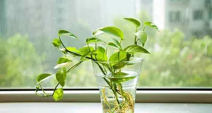 What are the growth conditions for Dripping Guanyin? How to care for Dripping Guanyin? 3