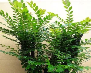 A Guide to Indoor Care of Pterocarpus Santalinus (A Treasure in the Plant World, A Must-Have for Interior Decoration) 1
