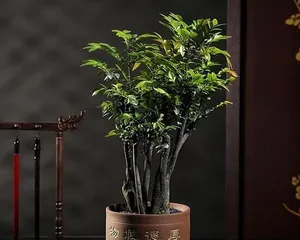 A Guide to Indoor Care of Pterocarpus Santalinus (A Treasure in the Plant World, A Must-Have for Interior Decoration) 2