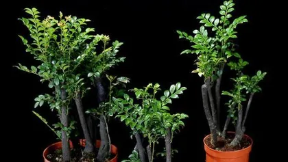 A Guide to Indoor Care of Pterocarpus Santalinus (A Treasure in the Plant World, A Must-Have for Interior Decoration) 3