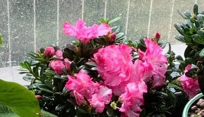 Rhododendron
